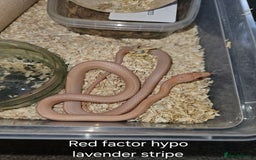 Corn Snake reptiles for sale: Various Corn Snakes for Sale - Image 1