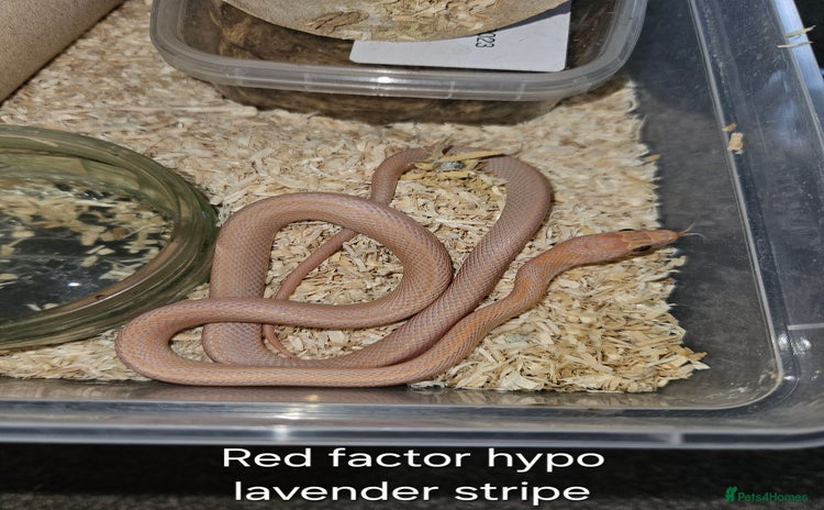 Corn Snake reptiles - Advert 9