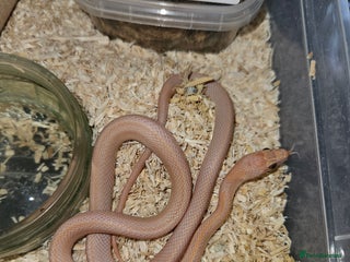 Corn Snake reptiles - Advert 12