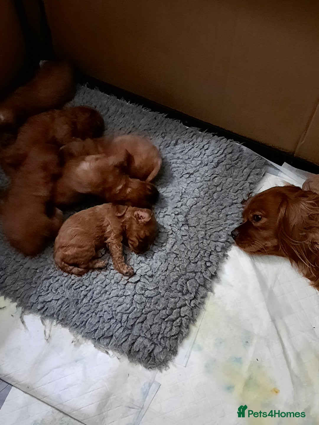 Cavapoo dogs for sale:  Cavapoo  - Advert 12