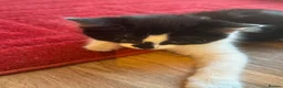 Mixed Breed cats for sale: For sale! in Maidstone - Advert 7