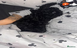 Cockapoo dogs for sale: Cockapoo black pup - Image 3