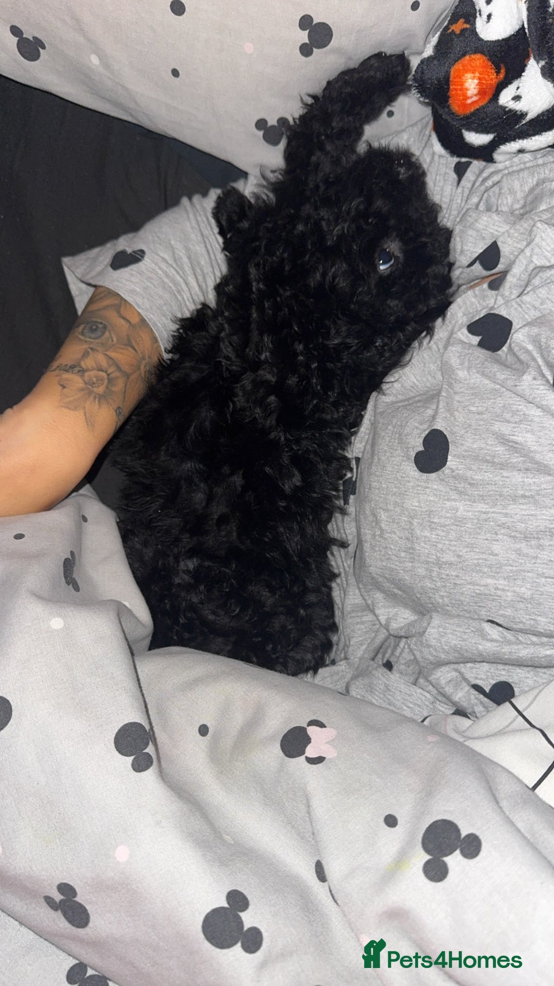 Cockapoo dogs for sale: Cockapoo black pup - Image 3