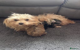 Yorkshire Terrier dogs for sale: Golden Yorkshire Terrier girl - Image 9