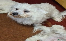 Bichon Frise dogs for sale: Very playful Bichon Frise Dog  - Image 4