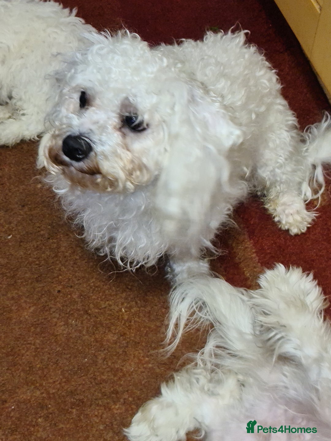 Bichon Frise dogs for sale: Very playful Bichon Frise Dog  - Image 4