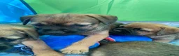 Border Terrier dogs for sale: ⭐️KC BORDER TERRIER PUPPIES, SLEM CLEAR - Advert 21