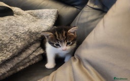 Mixed Breed cats for sale: 4 gorgeous kittens - Image 4