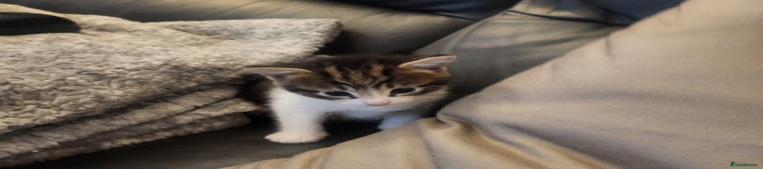 Mixed Breed Kitten 1