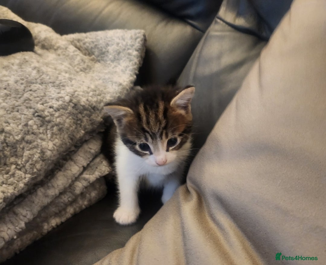 Mixed Breed cats for sale: 4 gorgeous kittens - Image 4