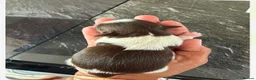 Shih Tzu dogs for sale: 3x imperial Shih Tzu  boys  - Advert 13