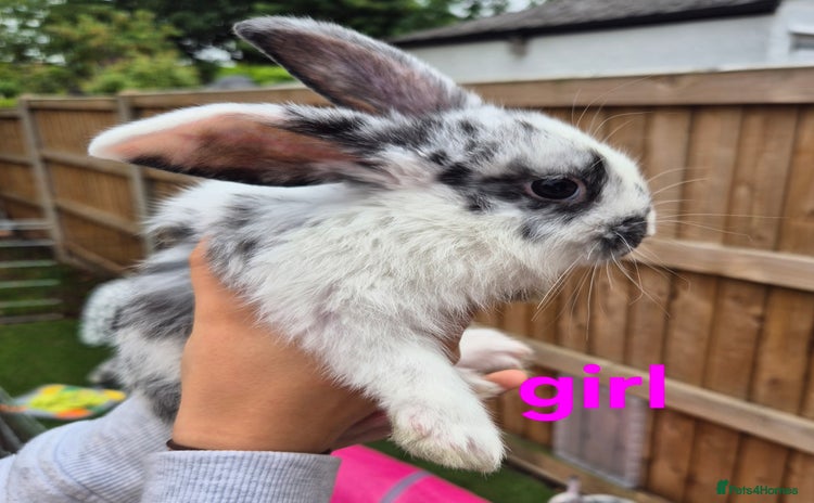 Mixed Breed rabbits - Advert 7