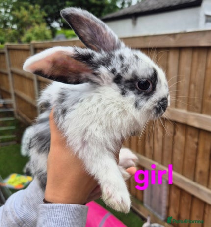 Mixed Breed rabbits - Advert 14