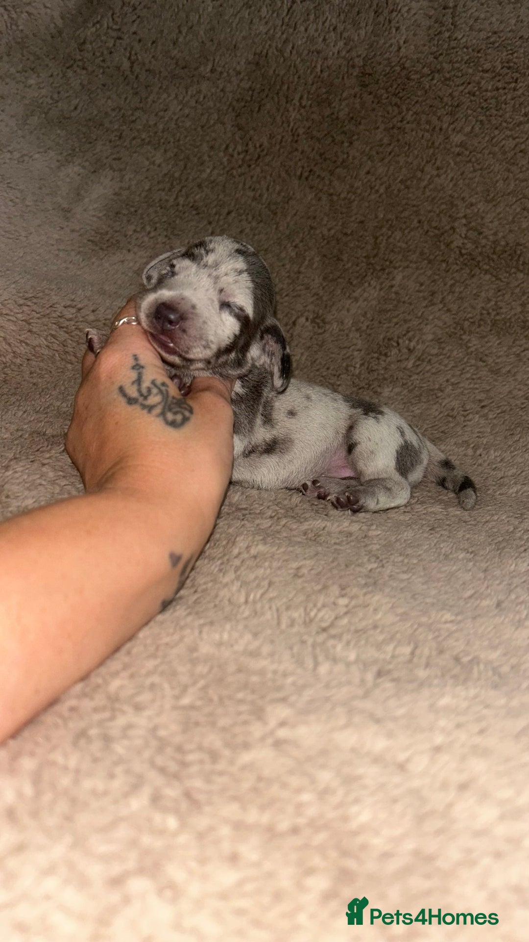 Miniature Dachshund dogs for sale: Perfecf kc miniature dachshunds - Image 12