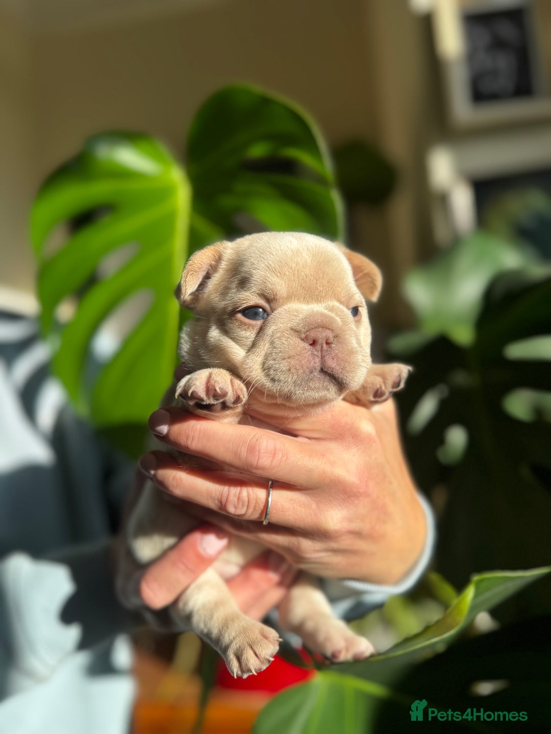 French Bulldog dogs for sale: Accepting Reservations 4 Girls,2 Boys Available  - Image 13