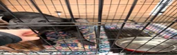 Patterdale Terrier dogs for sale: Female patterdale terrier  - Advert 5