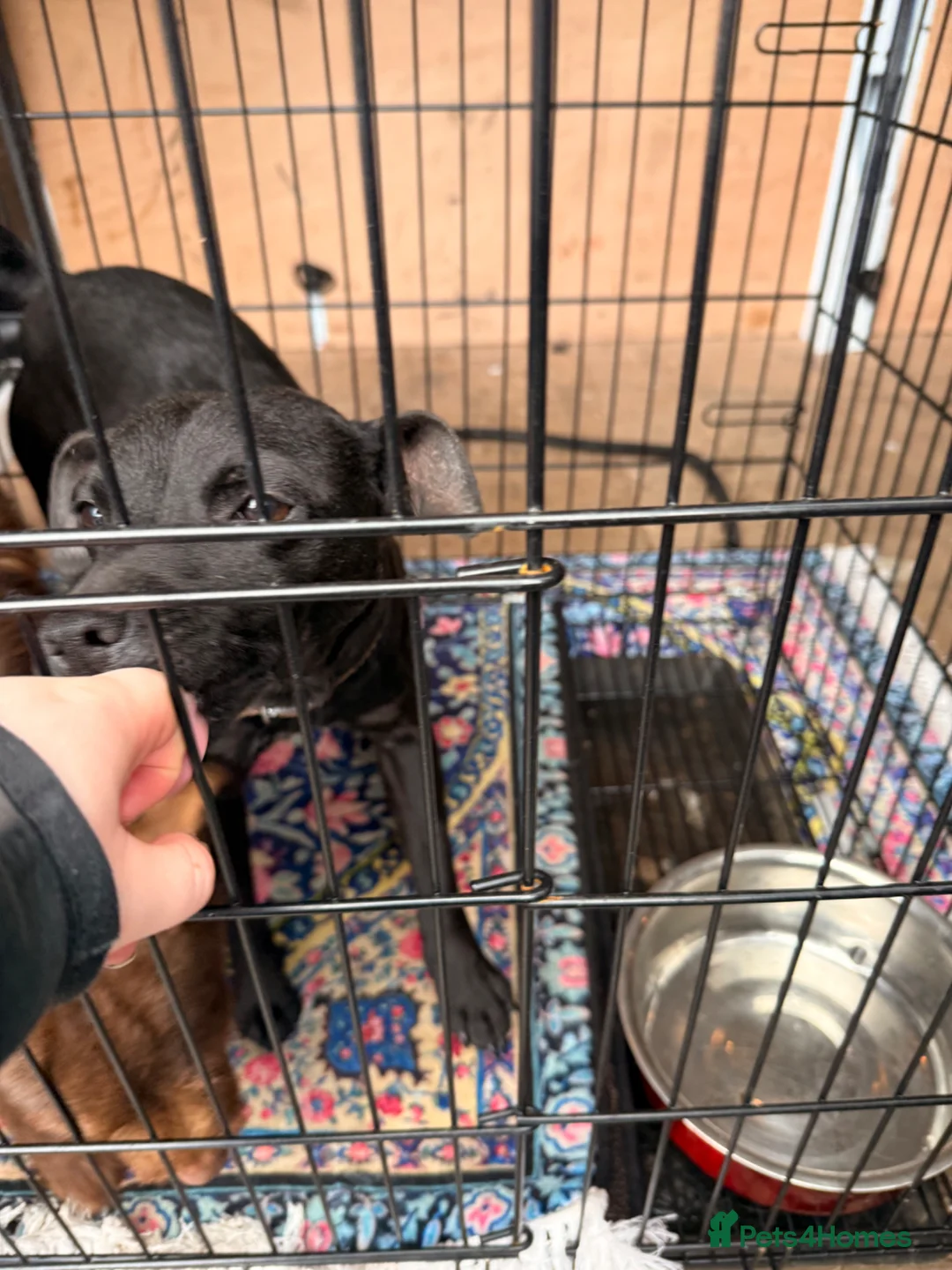 Patterdale Terrier dogs for sale: Female patterdale terrier  - Advert 5