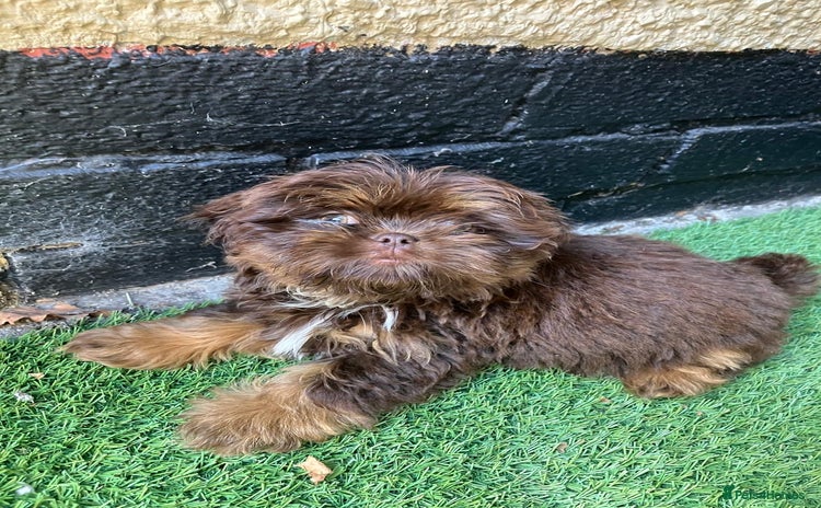 Shih Tzu dogs - Advert 5