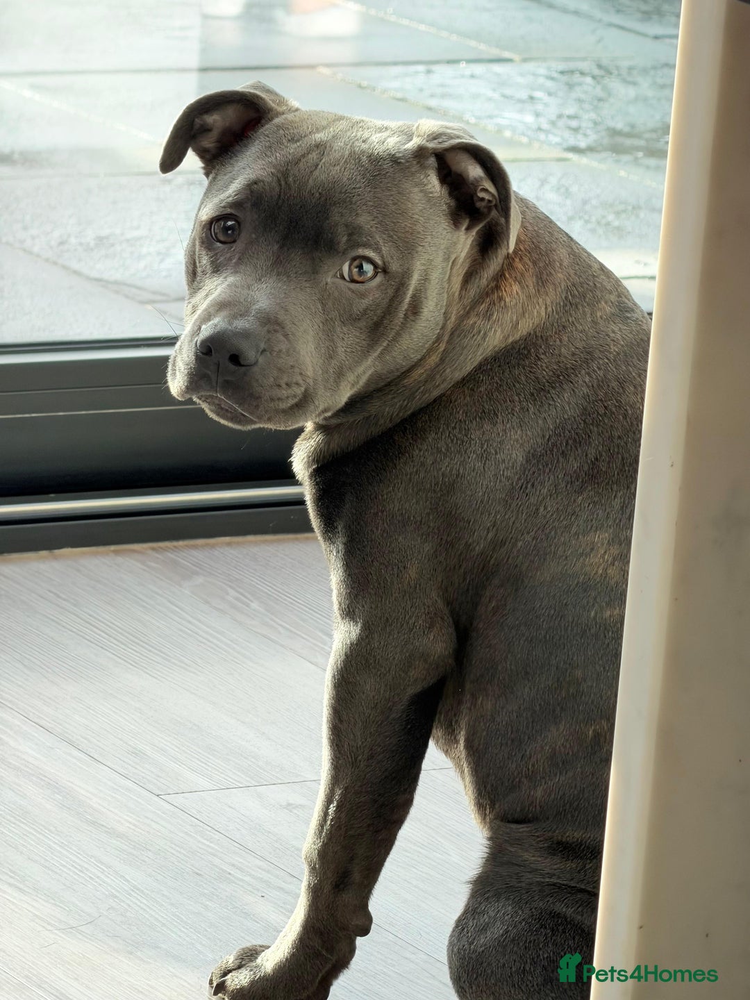Staffordshire Bull Terrier dogs for sale: Leo the Blue Staffy  - Advert 2