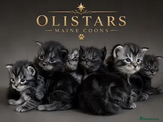 Maine Coon cats Ready 18th August - deposit secures - Advert 3