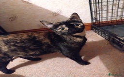 Domestic Shorthair cats for sale: 3 beautiful kittens - Image 1