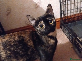 Domestic Shorthair cats - Advert 3