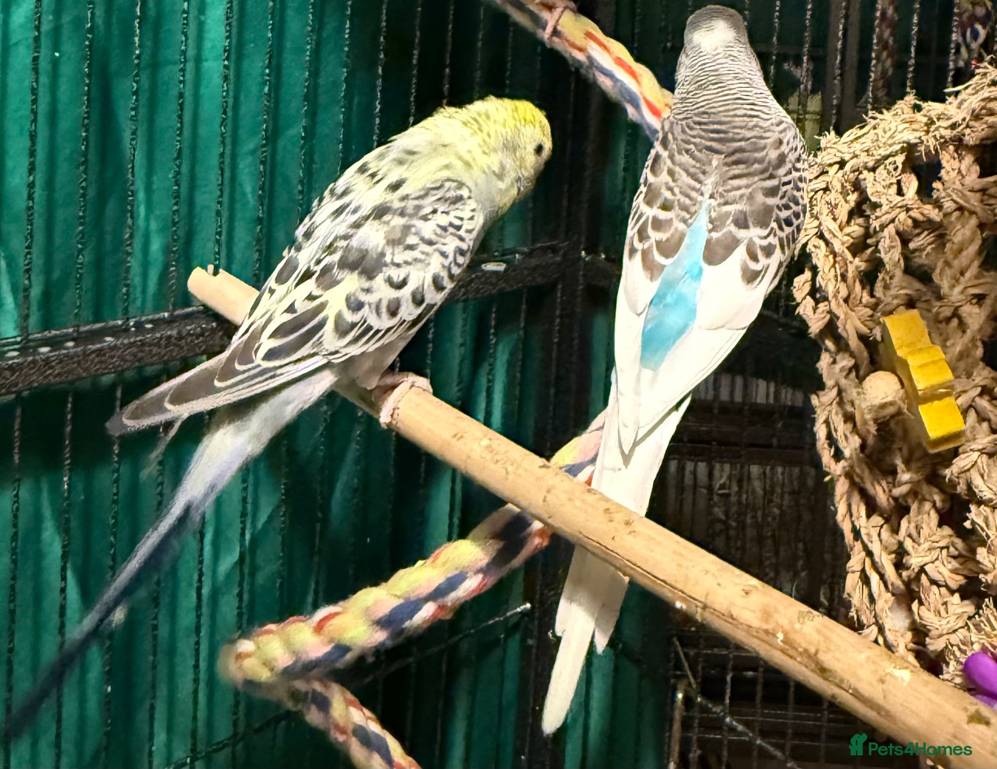 Budgerigars birds pair of bonded young budgies wa7 area  - Advert 2