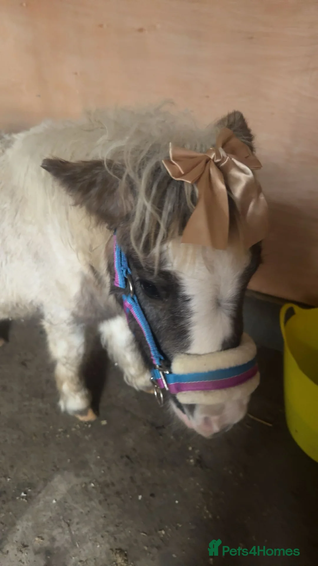 Shetland pony horses for sale: Elvis & Priscilla 🎸💃  in Dover - Advert 2