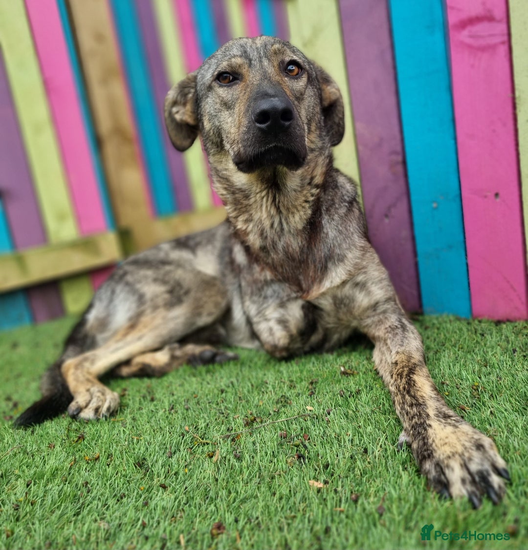 Mixed Breed dogs for adoption: Meet Ronnie  - Image 6