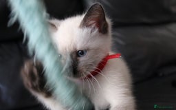 Ragamese cats for sale: Ragamese ragdoll siamese vaccinated, microchipped - Image 16