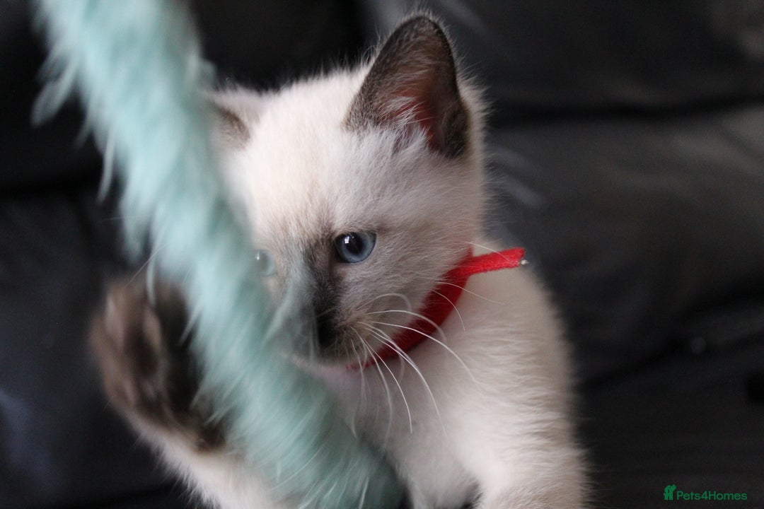 Ragamese cats for sale: Ragamese ragdoll siamese vaccinated, microchipped - Image 16