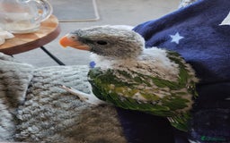 Parakeets birds for sale: Hand reared derbyan - Image 6