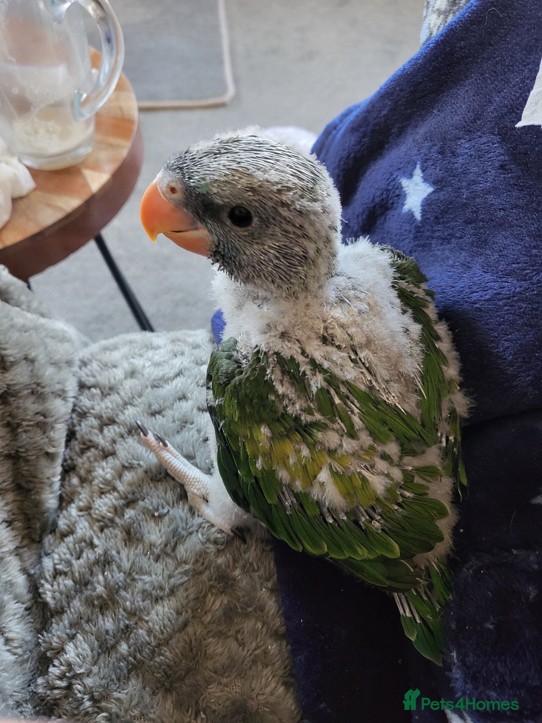 Parakeets birds for sale: Hand reared derbyan - Image 6