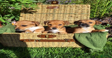 Jack Russell dogs - Advert 1