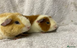 Guinea Pig rodents for sale: Various male teddy Guineapigs for sale  - Advert 2