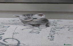 Persian cats for sale: Persian Chinchilla cross kittens for sale  - Image 2