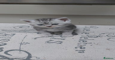 Persian cats - Advert 10