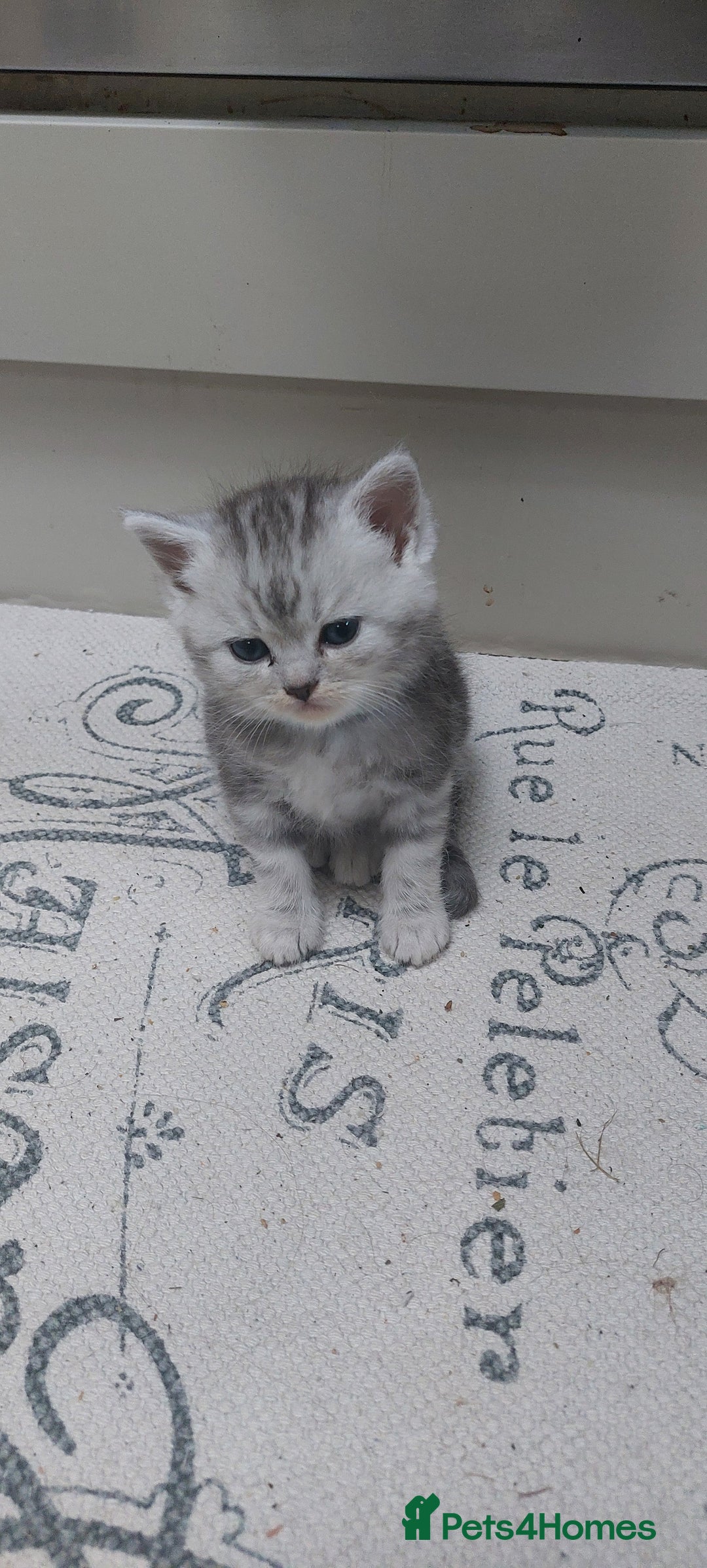 Persian cats for sale: Persian Chinchilla cross kittens for sale  - Image 2