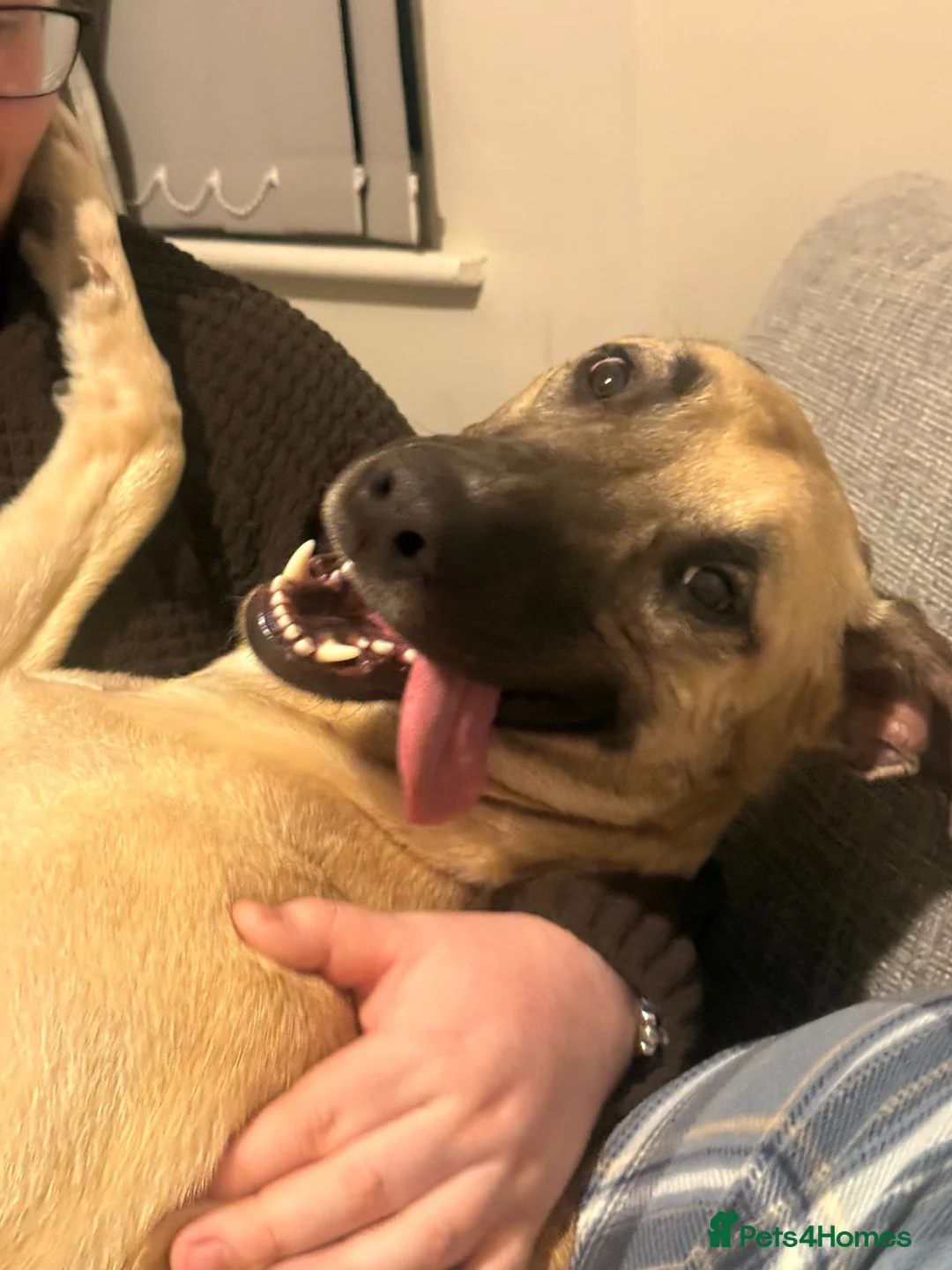 Mixed Breed dogs for sale: Lurcher x deerhound in Skelmersdale - Advert 3
