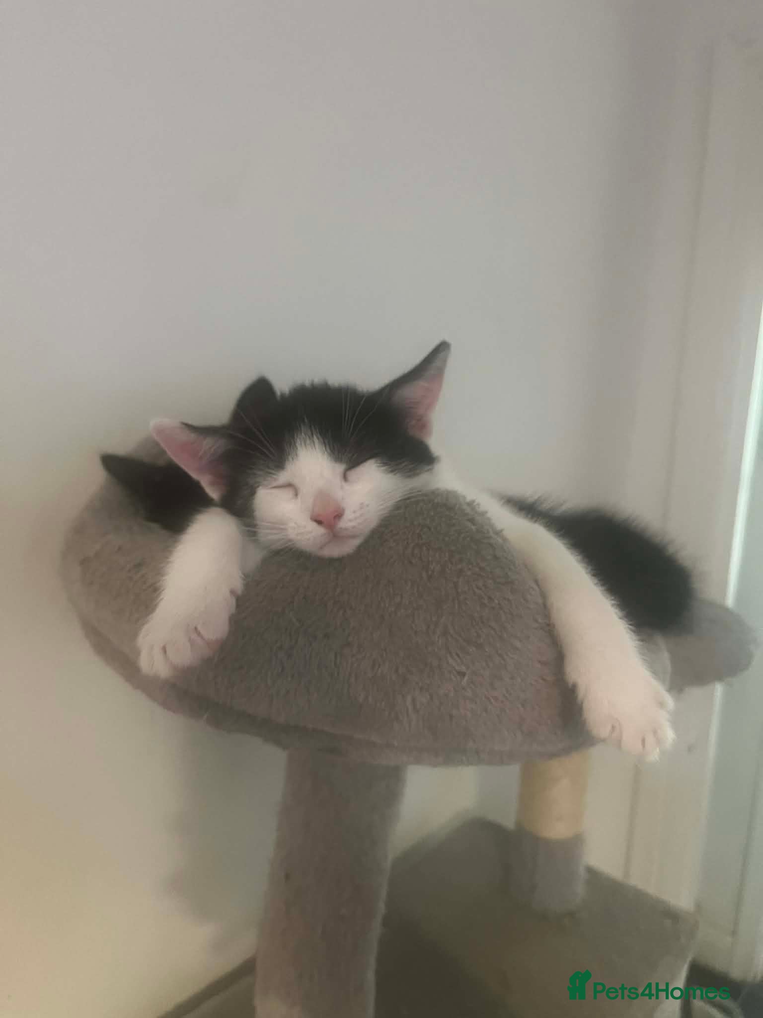 Mixed Breed cats Beautiful playful kittens  - Advert 3