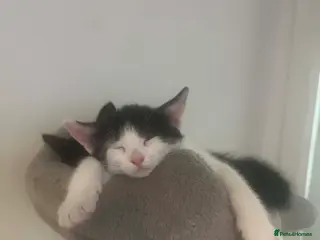 Mixed Breed cats Beautiful playful kittens - Advert 3