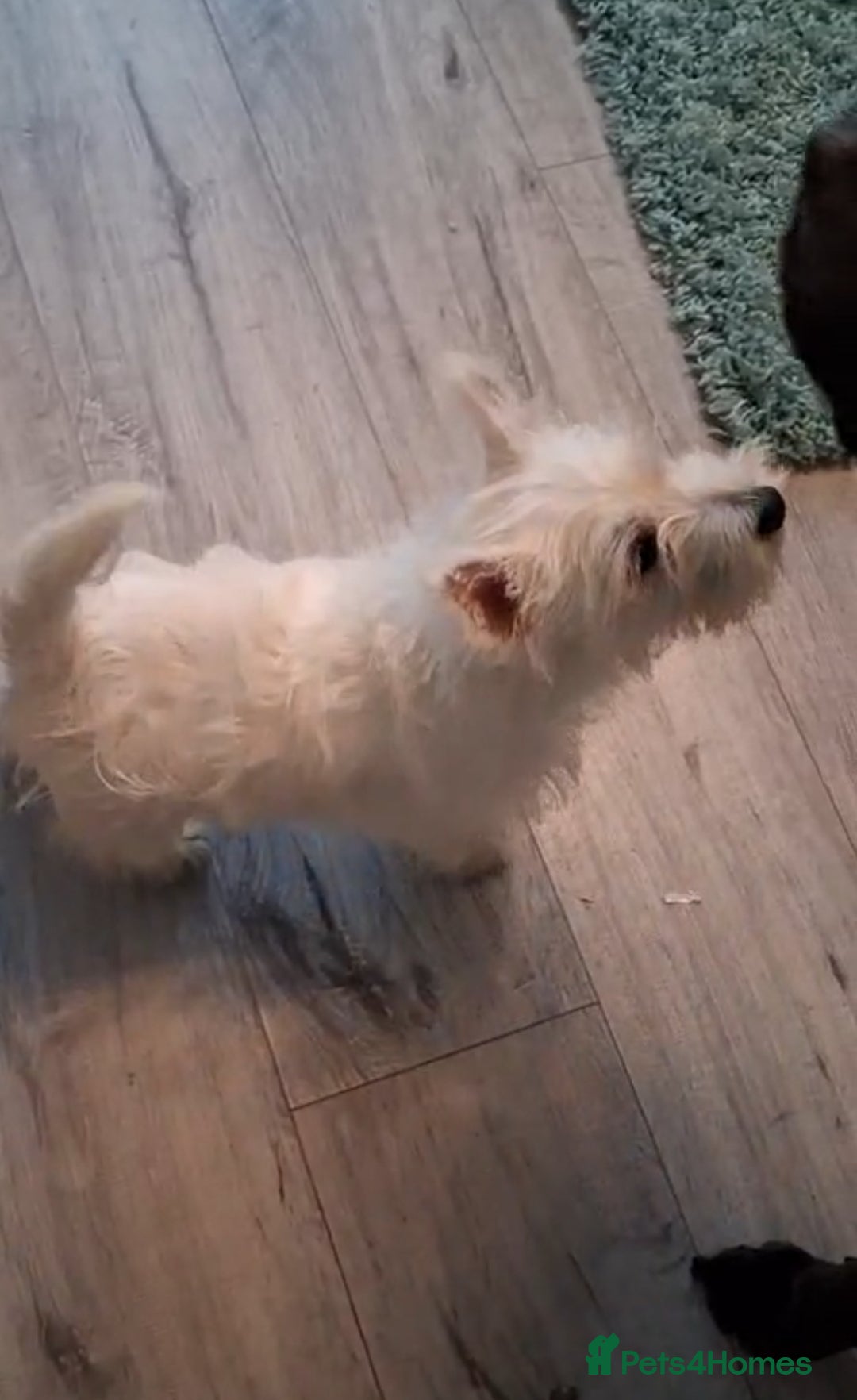 West Highland Terrier dogs for sale: **ready now** KC show line girl - Image 1