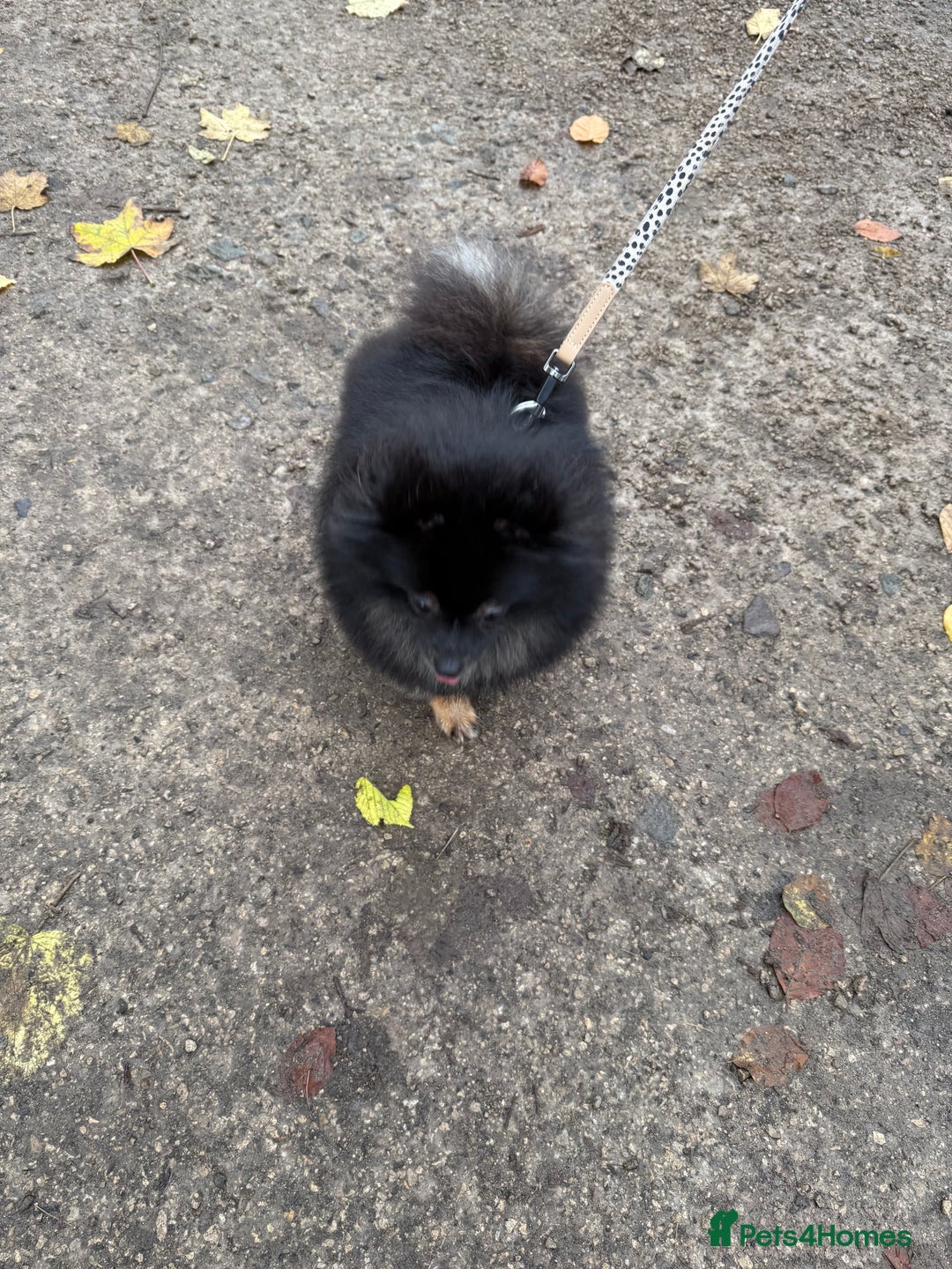 Pomeranian dogs for sale: Roxy the Pomeranian - Advert 8