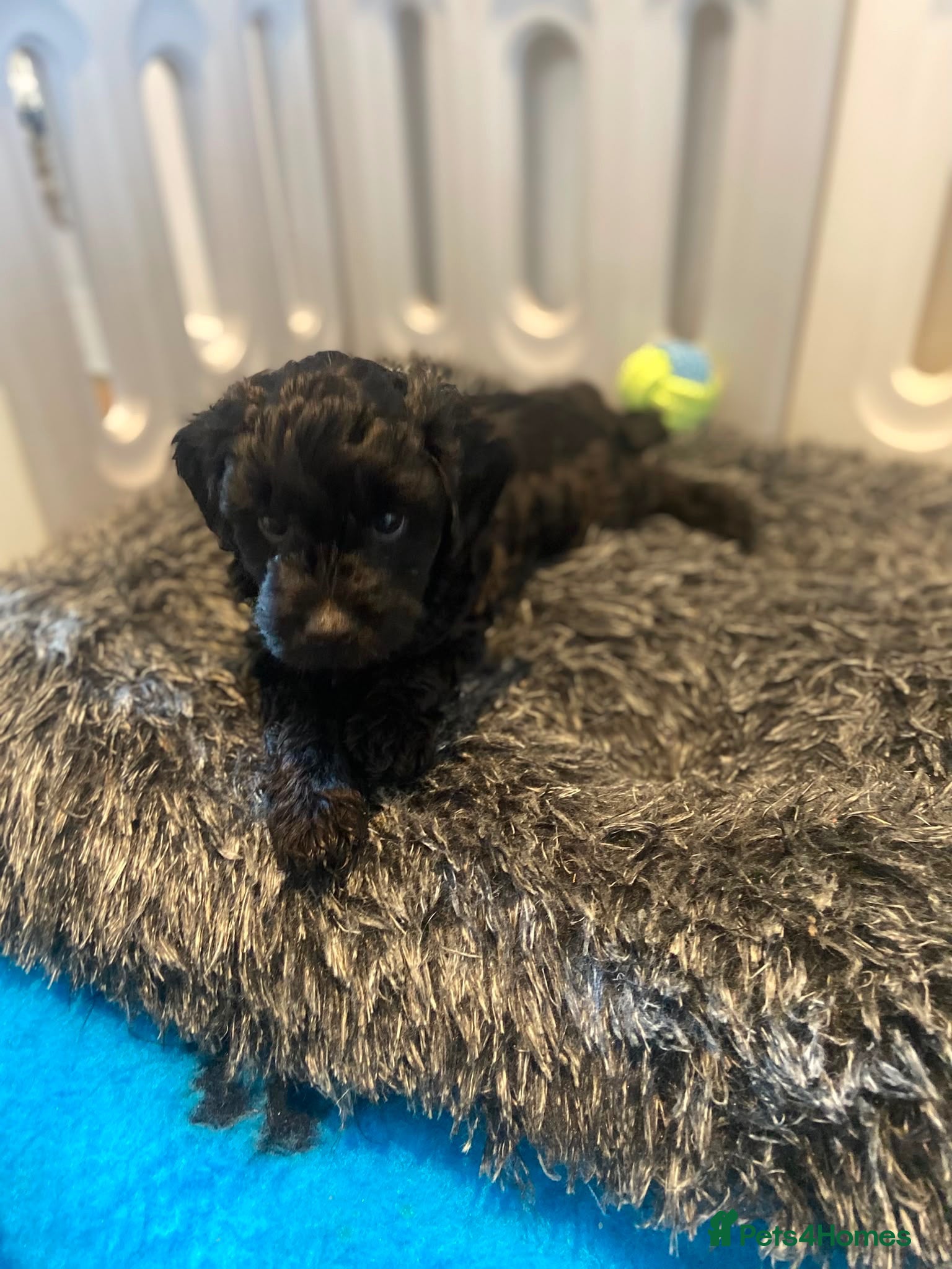 Cavapoo dogs Cute little cavas looking for their forever home!  - Advert 8