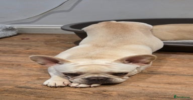 French Bulldog dogs - Advert 4