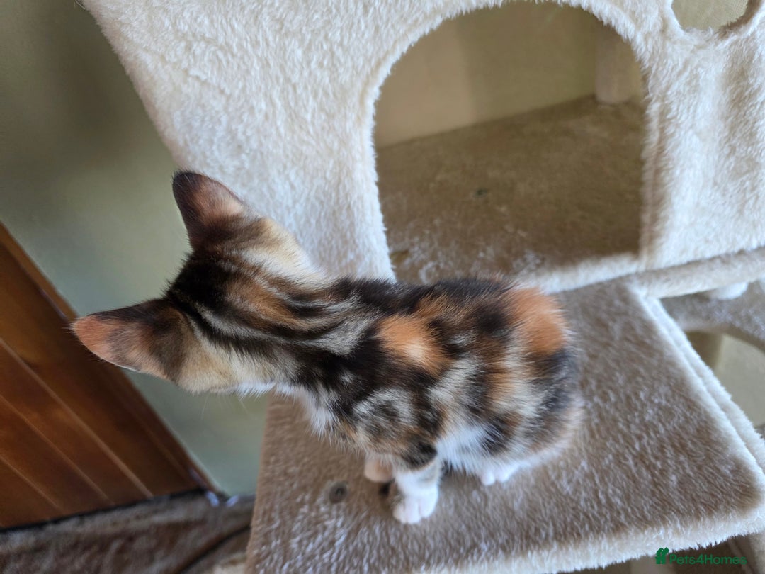 Domestic Shorthair cats for sale: Four sweet little flufflets - Image 11