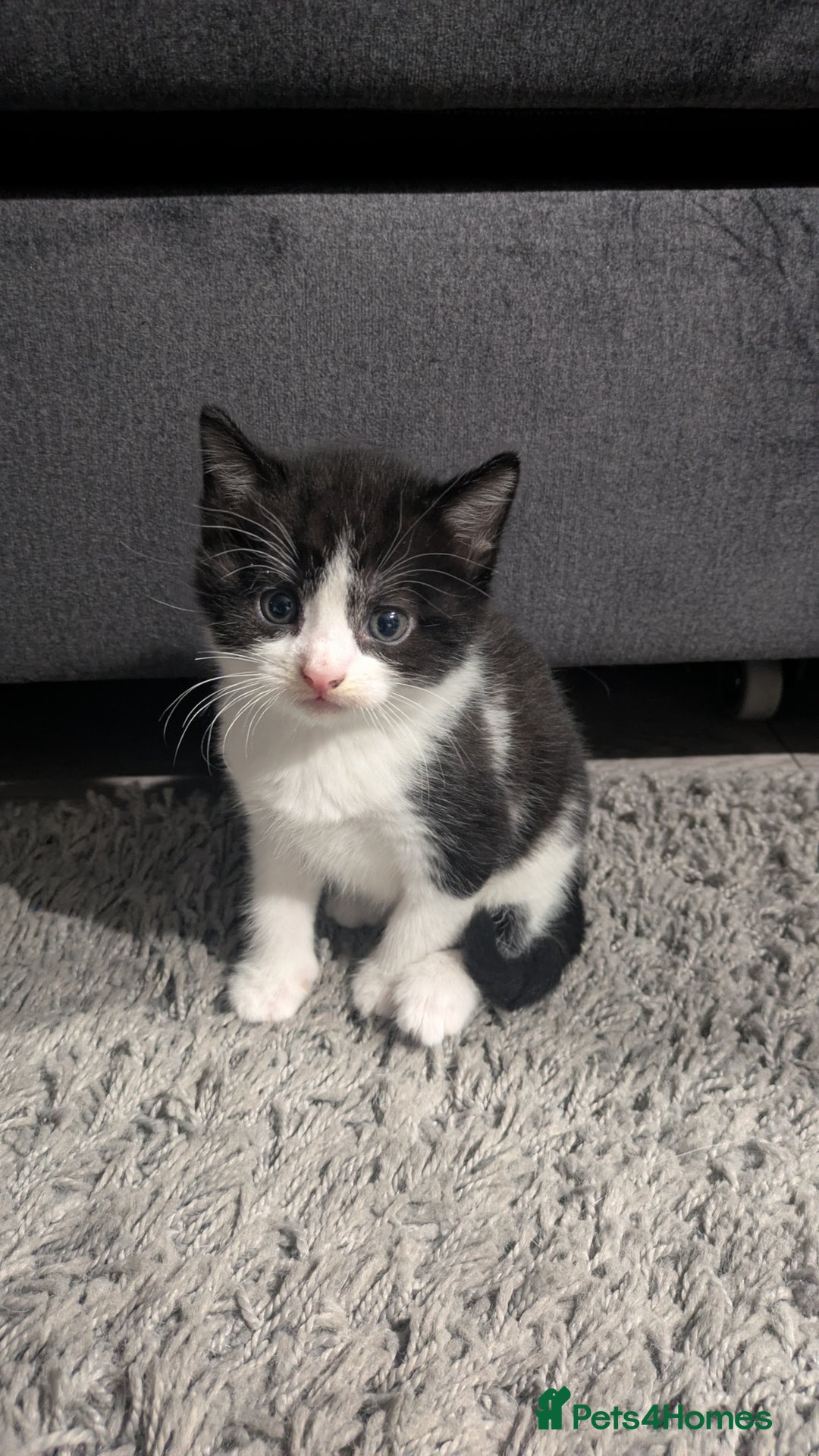 Domestic Shorthair cats for sale: Kittens - Advert 2