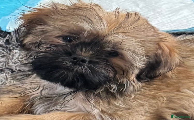 Shih Tzu dogs - Advert 2