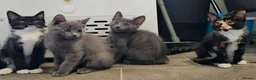 Russian Blue cats for sale: Russian blue x Maine coon kittens 8 weeks old - Advert 4