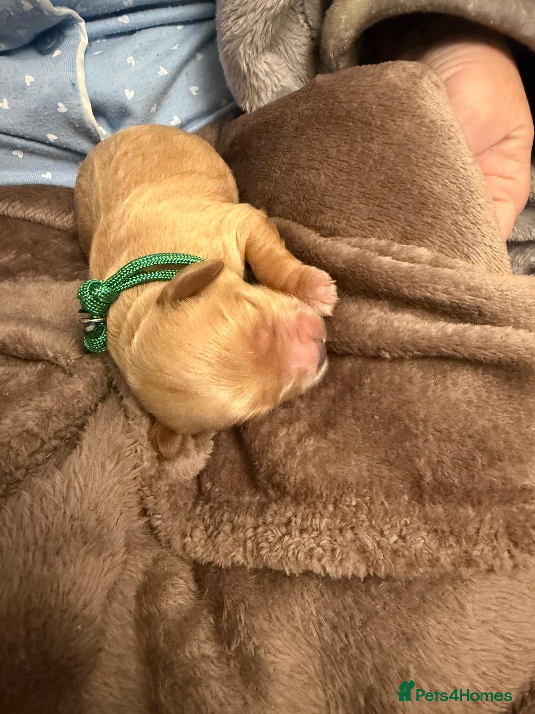 Mixed Breed dogs for sale: Stunning Cavapoochon Puppies - Advert 4